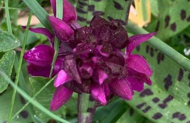 El Estacho de Panticosa - Photo 30