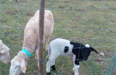 Alojamento Local - Casa Amarela - Foto 36