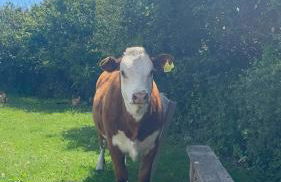 Miss Francis Horse Wagon Sleeps up to 5 - Foto 37