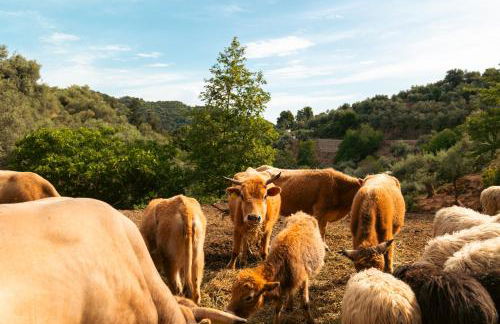 House Of Ntounias ΙΙ - Photo 20