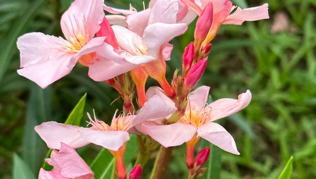 Visita guiada por Kingstown - Foto 4