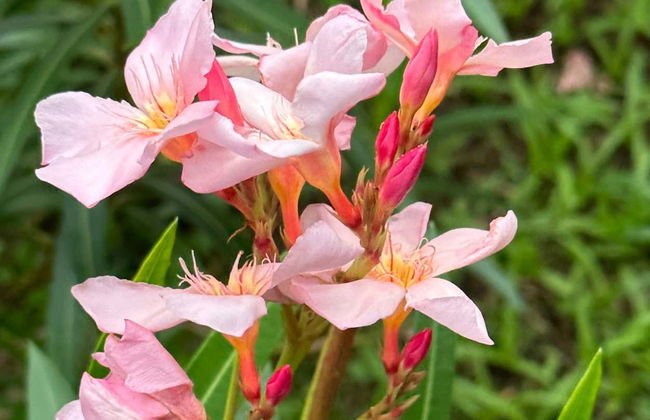 Visita guiada por Kingstown - Foto 4