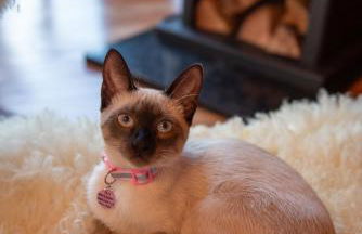 Cabana Água - Cabanas Recanto do Lago - Foto 58