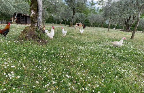 Agriturismo L'Ulivo - Foto 68