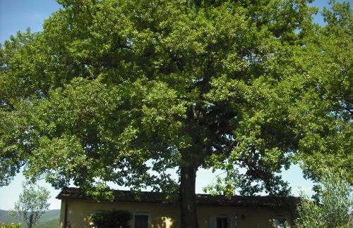 Agriturismo La Scarpaia - Foto 78