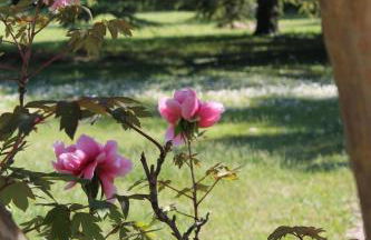 Le Mas des Figuiers - Foto 15