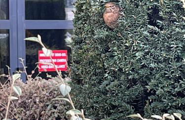 Square Walliser près ZENITH - Foto 3