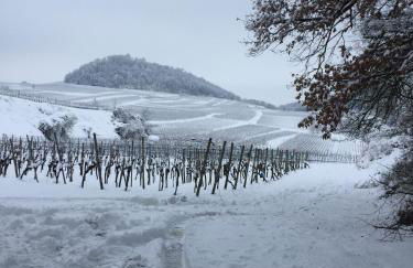Winzerhof Bitzenhofer - Foto 21