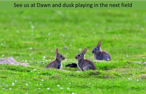 Forton House Shepherd's Huts - Foto 15