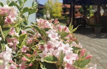 Apartmani Jastreb - Foto 16