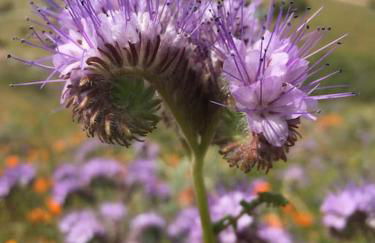 Shirley Creek Retreat: a Mountain Oasis - Foto 41