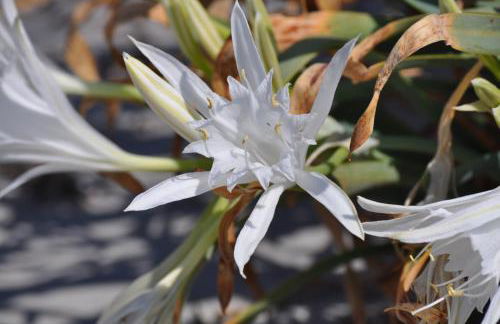 Villa Panorama - Foto 13