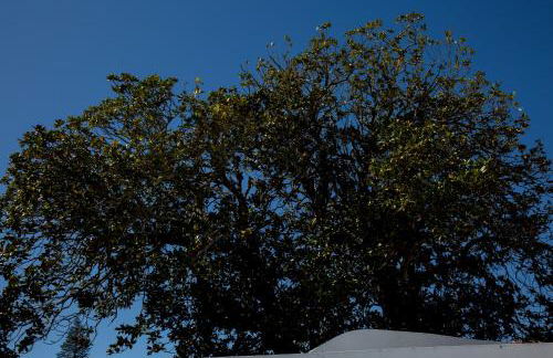 Azores Horta Apartments T0 - Foto 64