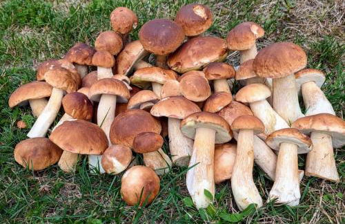 Ferienhaus Fuxbau - Foto 60