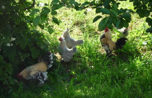 Ferienhof Landhaus Michael - Foto 12