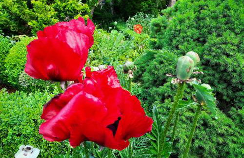 Ostseerauschen - Foto 58