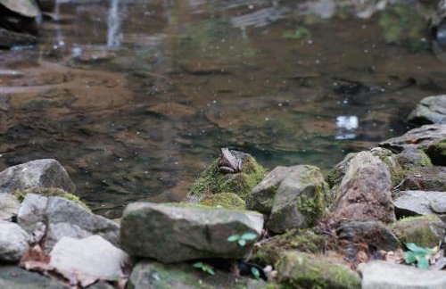 A Mammoth Cave Getaway - Foto 39