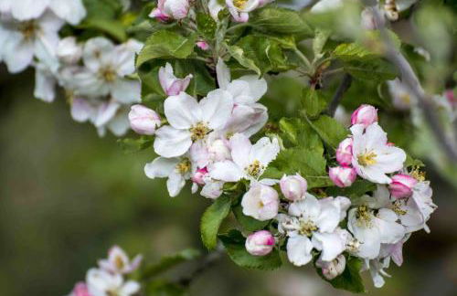 Ferienwohnung Stumbaum - Foto 10
