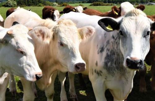 3 Bed in Forgandenny 86058 - Photo 19