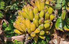 Casa do Almance - Foto 36