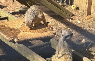 Bridie -rose with wood tub country retreat mini zoo - Foto 28