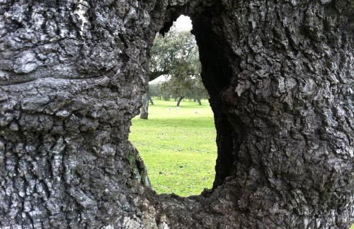 Cortijo Charcollana - Foto 33