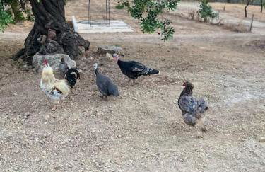 Quinta da Alfarrobeira Peaceful Countryside Stay - Foto 33