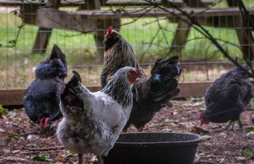 Blue Vieira Cottage - Foto 39