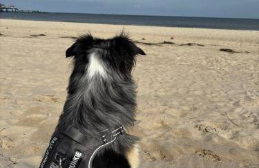 Ferienhaus Laura 70qm bis 5 Gäste mit Fass-Sauna, Whirlpool April bis Oktober, 75qm Terrasse und eingezäunten Garten Haustiere willkommen - Photo 51