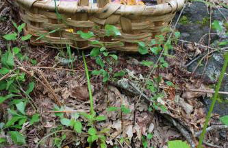 Casa do Castanheiro - Foto 60