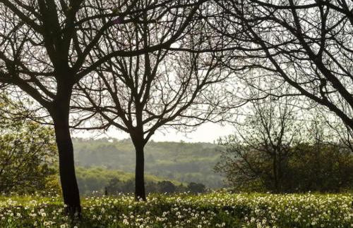 La Roque Haute - Foto 34