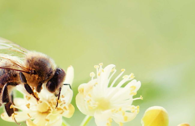 Tour do mel por Jardín - Foto 1