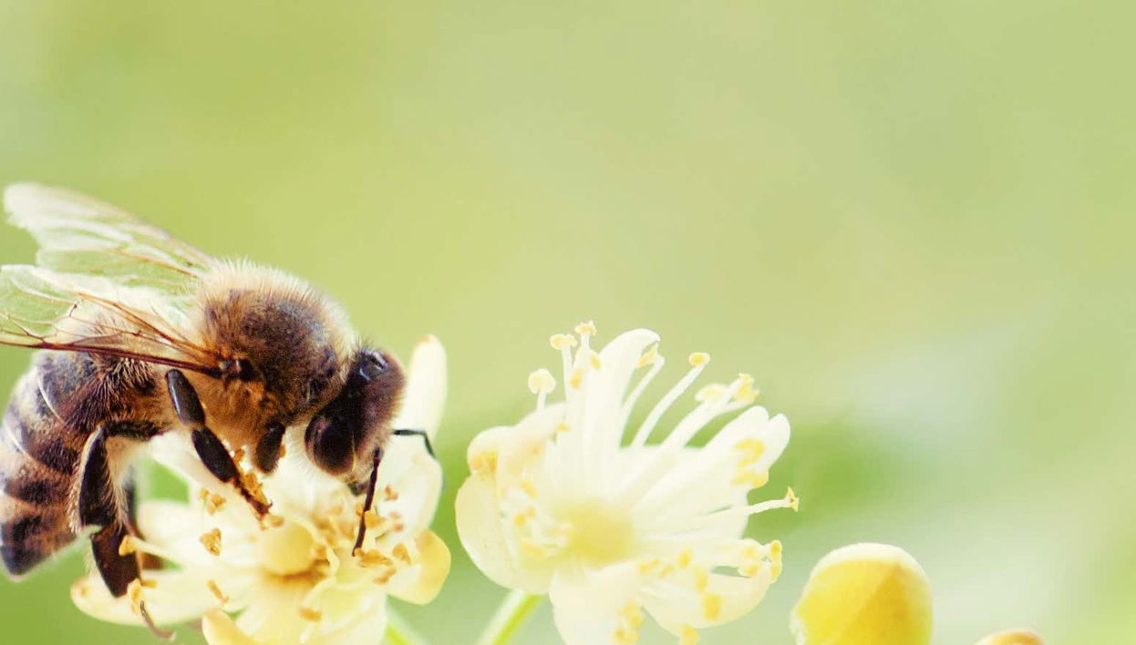 Tour do mel por Jardín