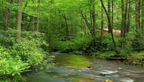 Buffalo Nickel - Foto 3