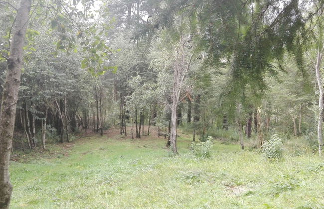 Cabaña Rústica 2 Maravillosa,con Troncos Nativos, con Orilla de Río Trancura - Photo 47