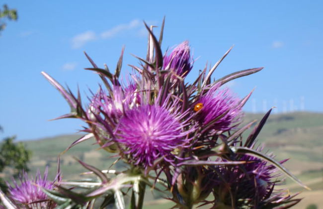 Agriturismo San Pietro - Photo 47