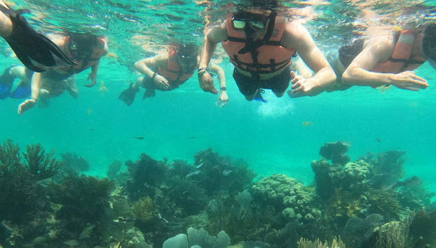 Ammireremo la flora marina