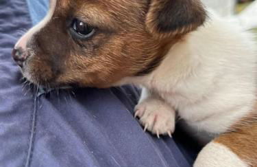 Casa dell'Antica Norba, Norma - big house - Foto 35