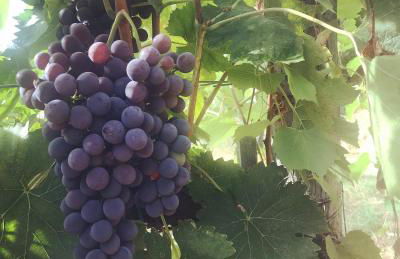 Agriturismo Villa Le Vigne - Foto 30