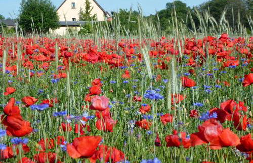 Seeblick Kemnitz - Photo 18