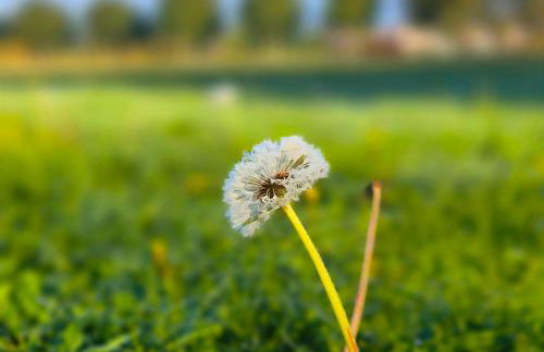 FeWo Elbtalaue III - Foto 6