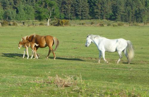 Primrose Spinney - Foto 44