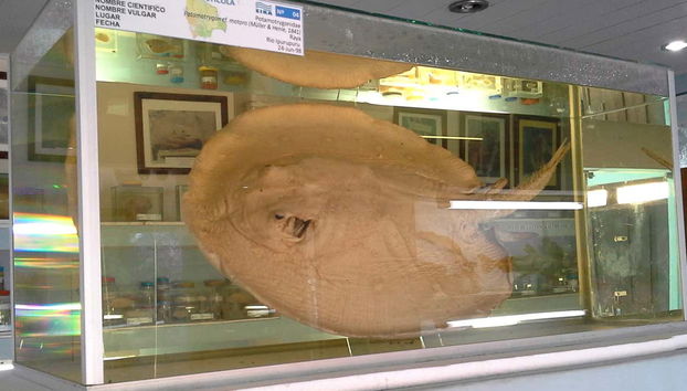 Una manta gigante del Museo Ittico