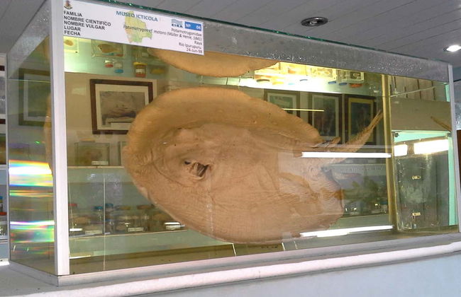 Fish Fauna Museum Tour in Beni - Foto 4