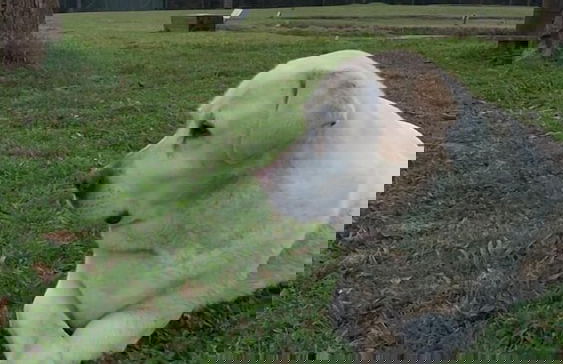 Boqueirão Hotel Fazenda - Photo 20