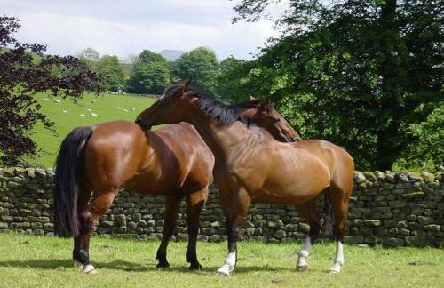 Masongill Lodge - Photo 42