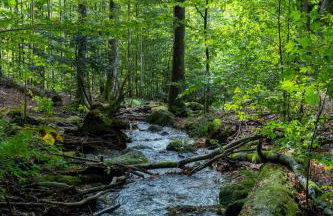 Großer Arber, Wandern & Sauna, Gemütliches Apartment im Nationalpark Bayerischen Wald - Foto 25