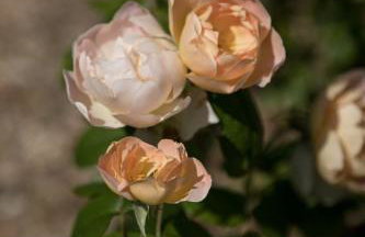 Two Rose Walk Cottage Cotswolds - Photo 34