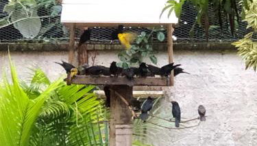 Casinha de Hóspedes - Foto 4, Garden