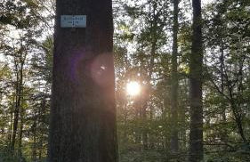 Ferienwohnung Vogelsang - Foto 9